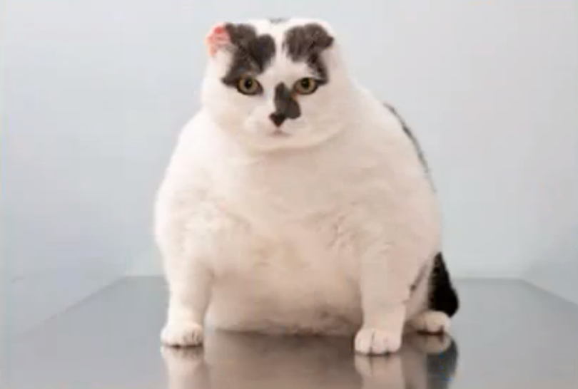 Feta, Djur
